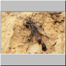 Ammophila sabulosa - Sandwespe 34a 16-20mm Paarung.jpg
